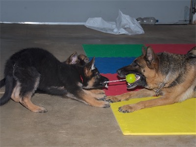 Red taking over from Yellow playing tug with Kona.