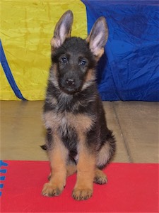 Black (male)