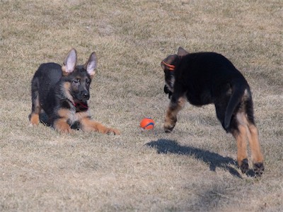 Red pouncing as Orange runs toward him.