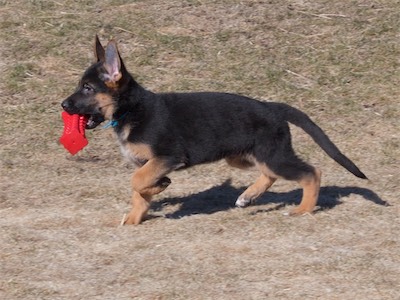 Blue carrying a toy.