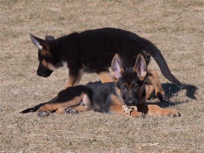 Blue laying down with Black behind him.