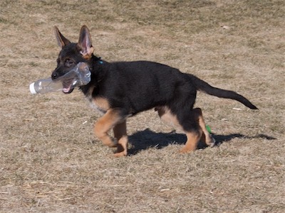 Blue carrying a bottle.