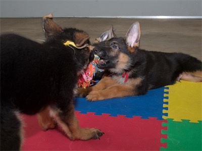 Yellow trying to take the tug from Green and Red.