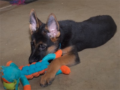 Blue with a chew toy.