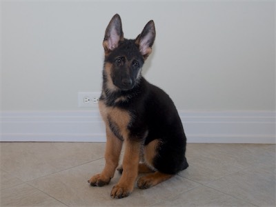 Black before going to his new home.