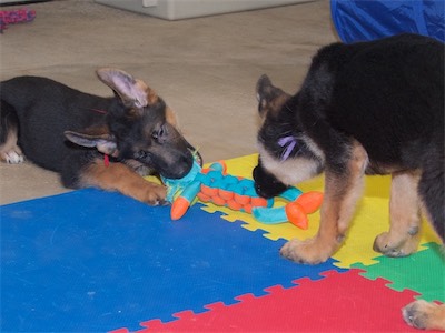 Red and Purple sharing a toy