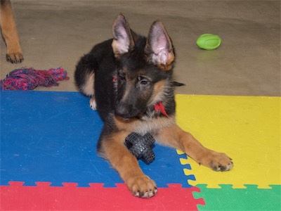 Red looking at one of his siblings.