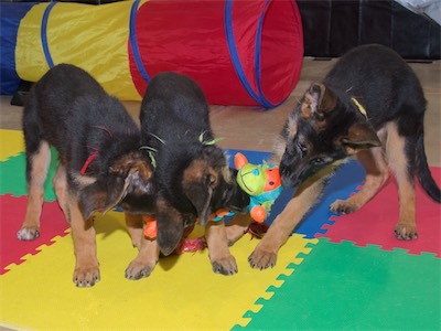 Red, Green and Yellow playing tug with a chew toy.