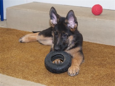 Purple chewing on the toy tire.