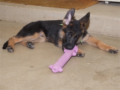 Green playing with a squeaky toy.