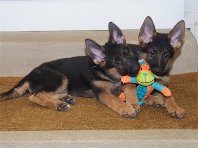 Purple and White sharing the chew toy.