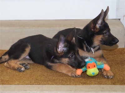 Purple and White sharing the chew toy.