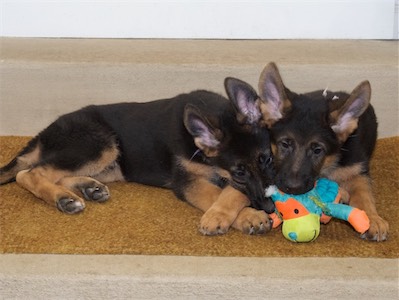 Purple and White sharing the chew toy.