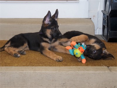 Purple and White sharing the chew toy.