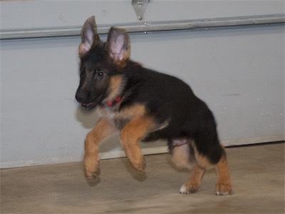 Red on the run chasing another puppy!