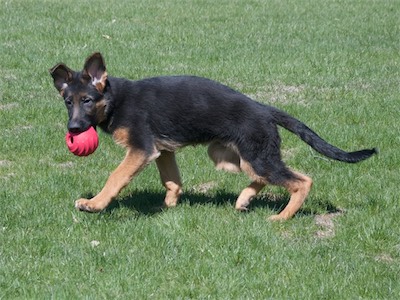 White carrying the ball keeping an eye on his sister, Yellow.