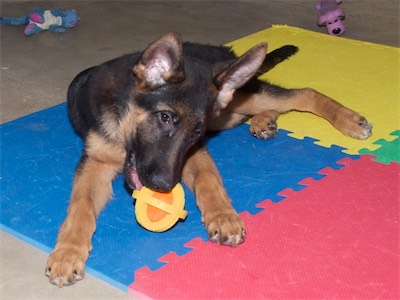 White playing with a toy.