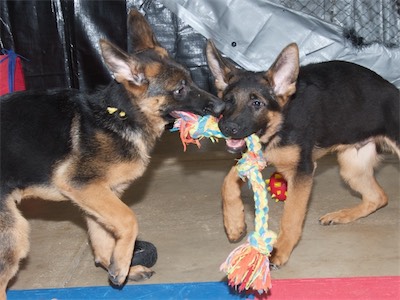 Yellow ad White playing tug.