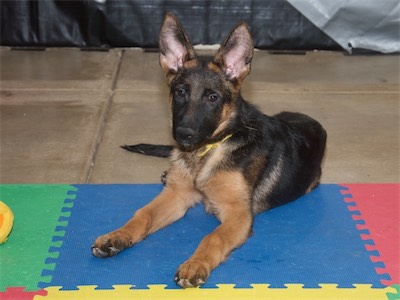 Yellow (female)