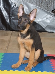 Yellow (female)