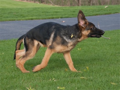 Yellow playing outside.