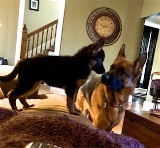 Yavi (purple) and her sister Mila (another Vollmond GSD)