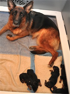 Lotta & Kai Puppies (1 day old)