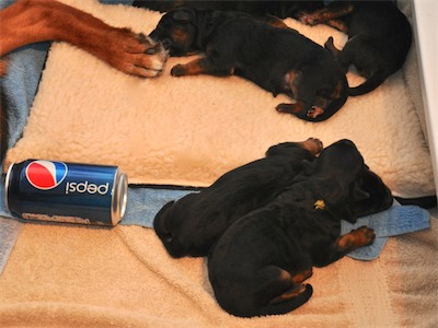 Lotta & Kai Puppies (1 day old)