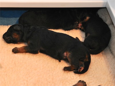 Lotta & Kai Puppies (1 day old)