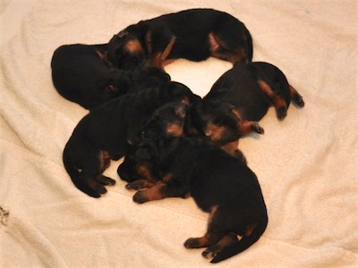 Lotta & Kai Puppies (9 days old)