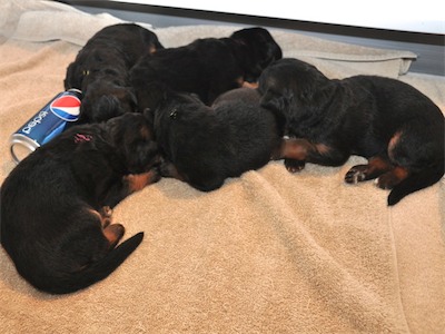 Lotta & Kai Puppies (9 days old)