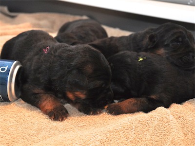 Lotta & Kai Puppies (9 days old)