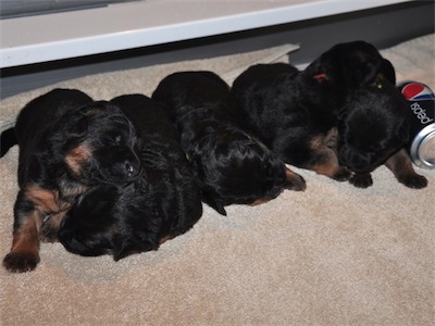 Lotta & Kai Puppies (9 days old)