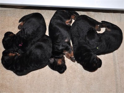 Lotta & Kai Puppies (9 days old)