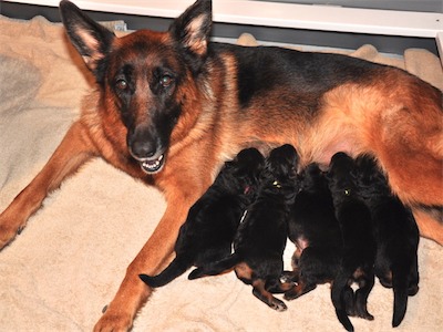 Lotta & Kai Puppies (9 days old)
