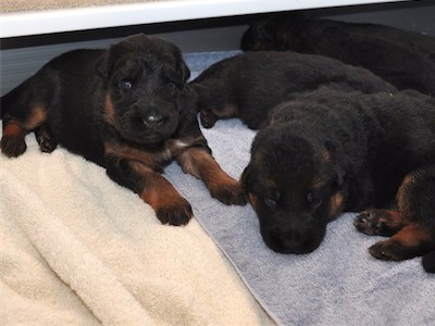 Lotta & Kai Puppies (15 days old)