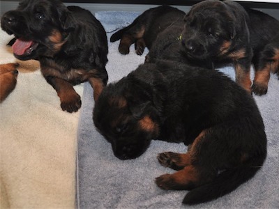 Lotta & Kai Puppies (15 days old)