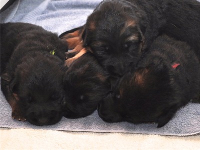Lotta & Kai Puppies (15 days old)