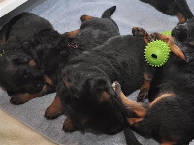 Lotta & Kai Puppies (15 days old)