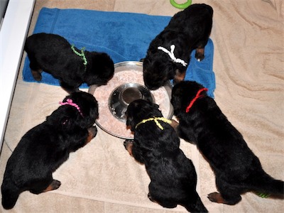 Lotta & Kai Puppies (22 days old)