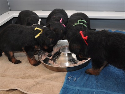 Lotta & Kai Puppies (22 days old)