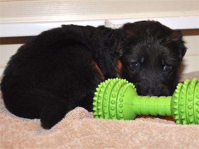 Lotta & Kai Puppies (22 days old)