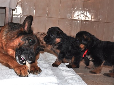 Lotta & Kai Puppies (22 days old)