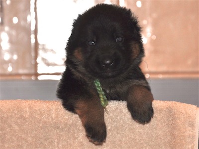 Lotta & Kai Puppies (22 days old)