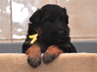 Lotta & Kai Puppies (22 days old)