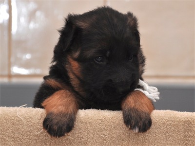 Lotta & Kai Puppies (22 days old)