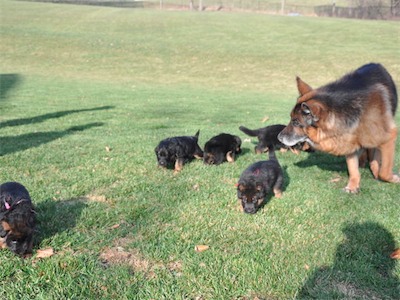 Great-grandpa Karo with the puppies