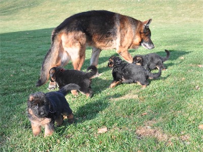 Great-grandpa Karo with the puppies