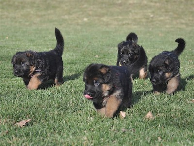 Here they come!