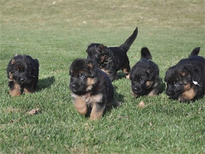 All 5 are on the way!